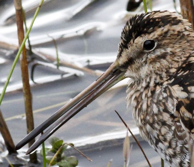 Snipe - Stayin' Alive